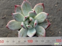 (신품종)블랙사바스 S0176 다육식물