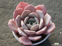 라피네 S0185 다육식물