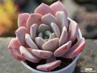 라피네 S0185 다육식물