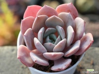 라피네 S0185 다육식물