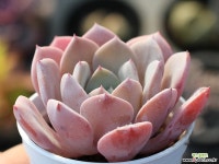 라피네 S0185 다육식물