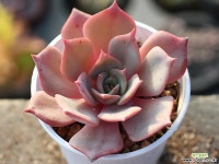 (신품종) 일본모리나hy S0207 다육식물