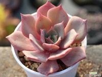 (신품종) 일본모리나hy S0207 다육식물