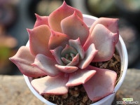 (신품종) 일본모리나hy S0207 다육식물