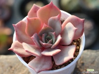 (신품종) 일본모리나hy S0207 다육식물