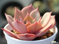 (신품종) 일본모리나hy S0207 다육식물