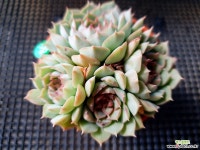 세그리드피치 다육식물