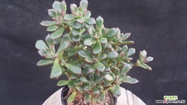 구미리 다육식물