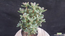 구미리 다육식물