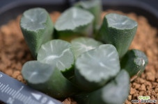 만상 W-29 하월시아