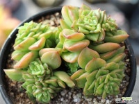 누다 군생 S0106 다육식물