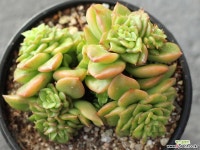 누다 군생 S0106 다육식물