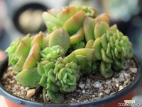 누다 군생 S0106 다육식물