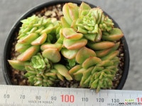 누다 군생 S0106 다육식물