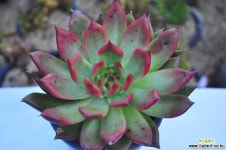 몰게인(R112) 다육식물