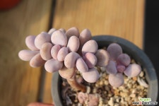 아마조네스 자연군생 771001 다육식물