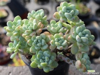 라울 군생 S0138 다육식물