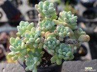 라울 군생 S0138 다육식물