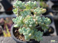 라울 군생 S0138 다육식물