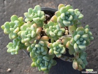 라울 군생 S0138 다육식물