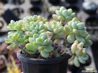 라울 군생 S0138 다육식물