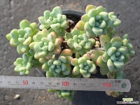 라울 군생 S0138 다육식물