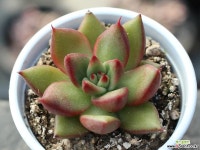 (신품종)먼디hy S0148 다육식물