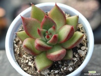 (신품종)먼디hy S0148 다육식물