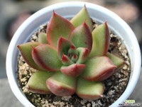 (신품종)먼디hy S0148 다육식물