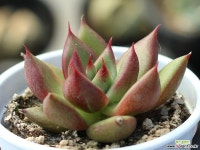 (신품종)먼디hy S0148 다육식물