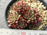 핑클루비 군생 S0111 다육식물