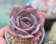 더스티로즈 다육식물