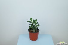 석화 / 사막의장미 / 플랜테리어 목본류