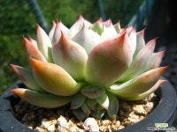 딜리1002 다육식물