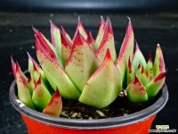 원종에보니1 다육식물