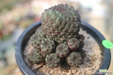 흑려환73 선인장