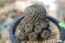 흑려환73 선인장