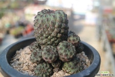 흑려환73 선인장