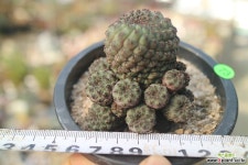 흑려환73 선인장