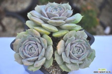 로라(R125) 다육식물