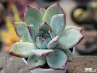 (신품종)블랙사바스 S0178 다육식물