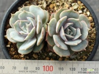 로라 군생 S0050 다육식물