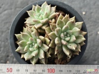멜로디 군생 S0061 다육식물