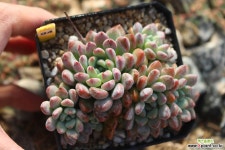 아모에나 941003 다육식물