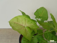 싱고니움 글로거#1(중품) 초본류