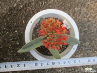 신도103105 다육식물