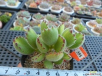 웅동자녹금10-385 다육금