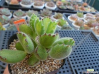 웅동자녹금10-386 다육금