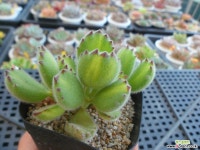 웅동자녹금10-387 다육금