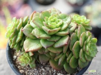 누다 군생 S0108 다육식물